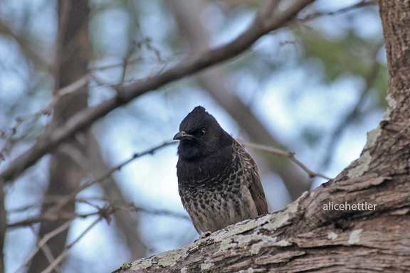 Rußbülbül (Pycnonotus cafer)